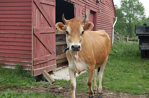 Jersey cattle
